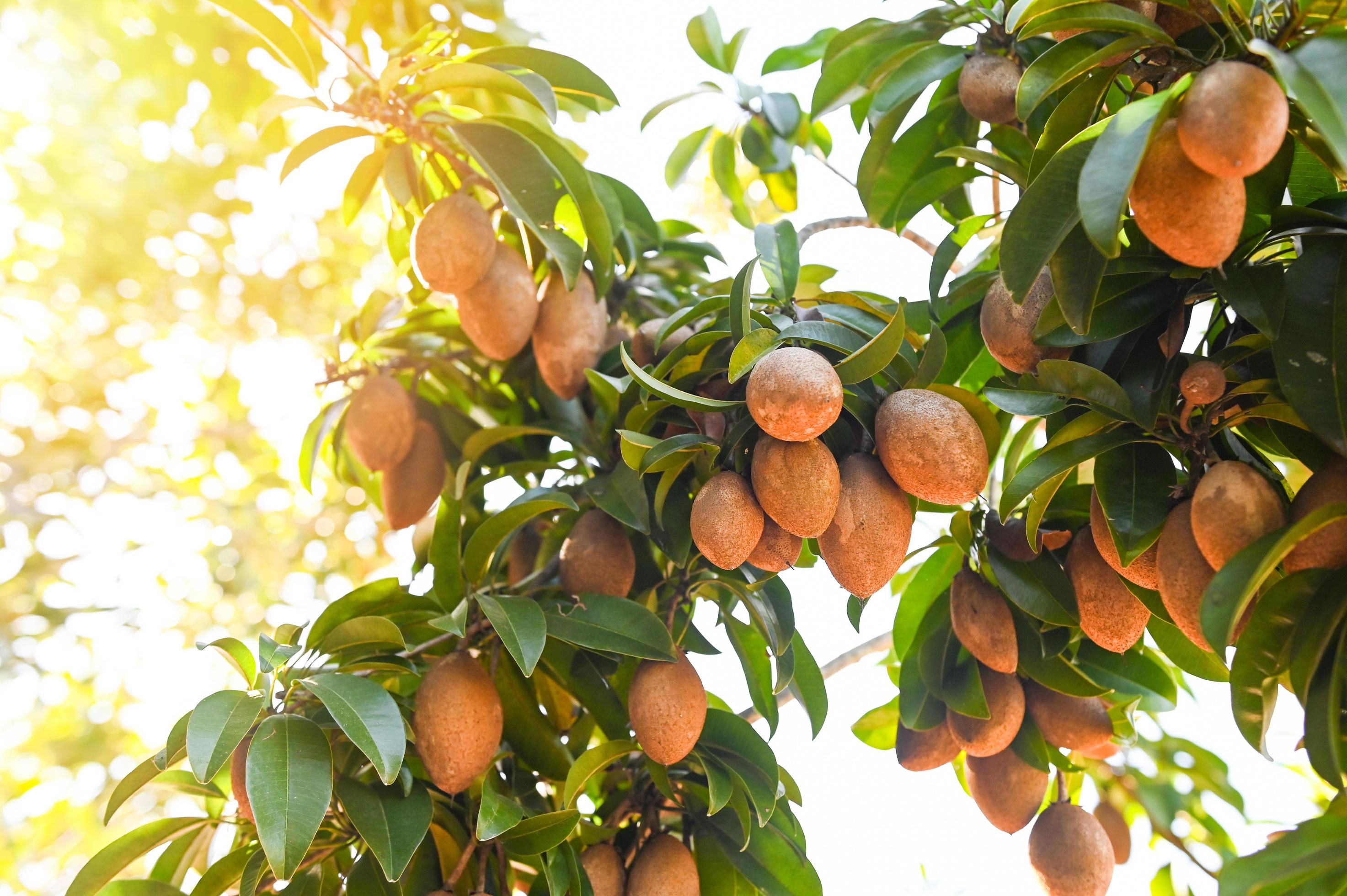 Sapodilla Fruit Trees: Planting, Care, and Harvesting Guide for Home Gardens