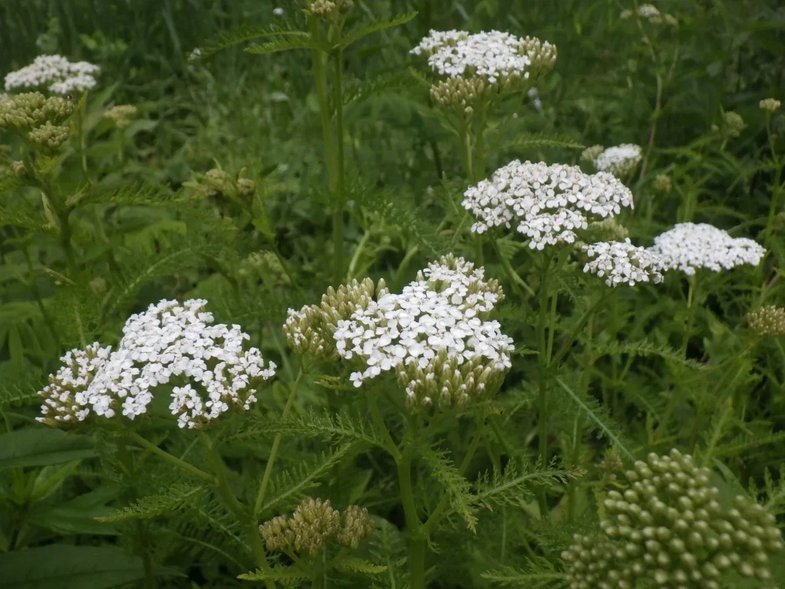 white common yarrow blossomdale