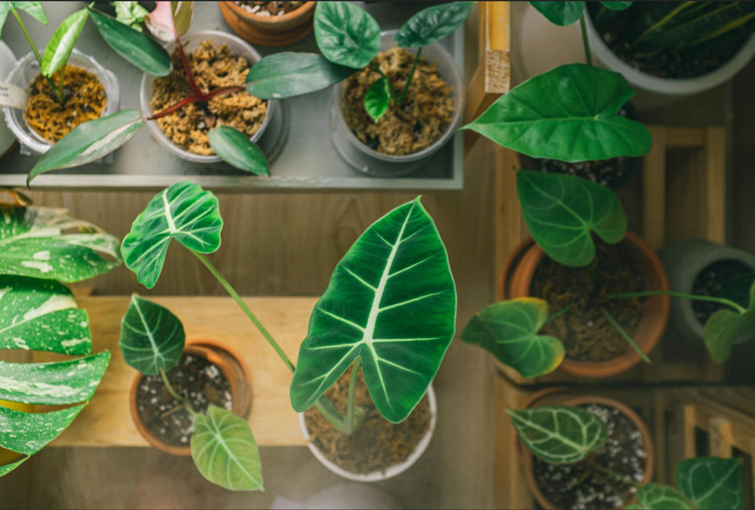 Popular House Plants