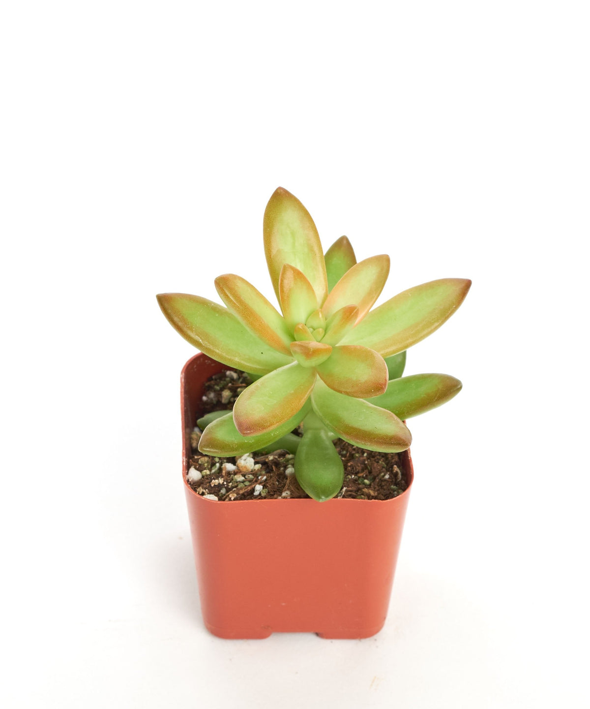 firestorm succulent propagation Sedum Adolphii 'Firestorm' - outdoor succulent