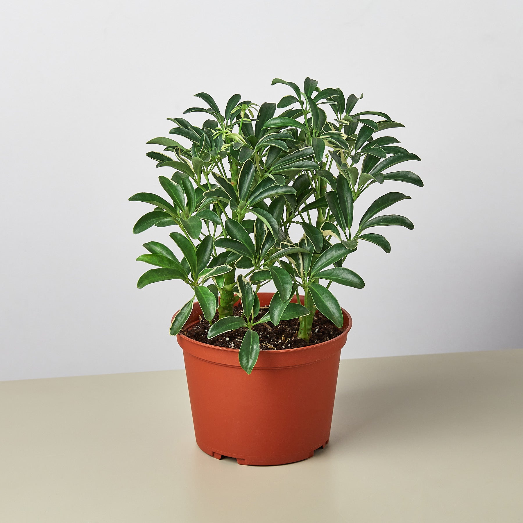Schefflera 'Moonlight' - low-maintenance greenery - Blossomdale