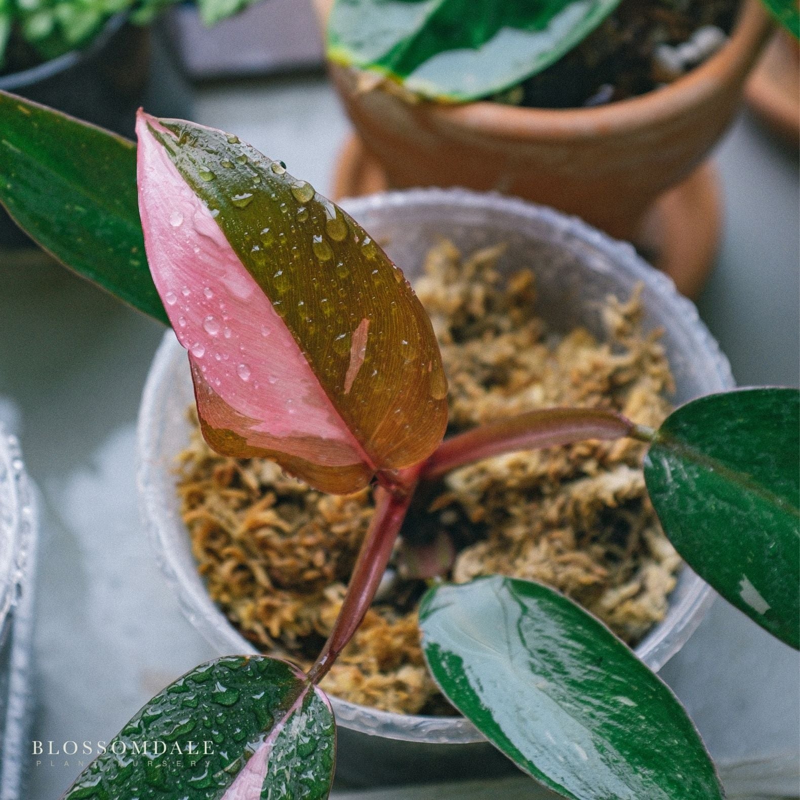 ビカクシダ P.Pink Princess Spore 7205 Pink Princess Philodendron - rare tropical plant - Blossomdale