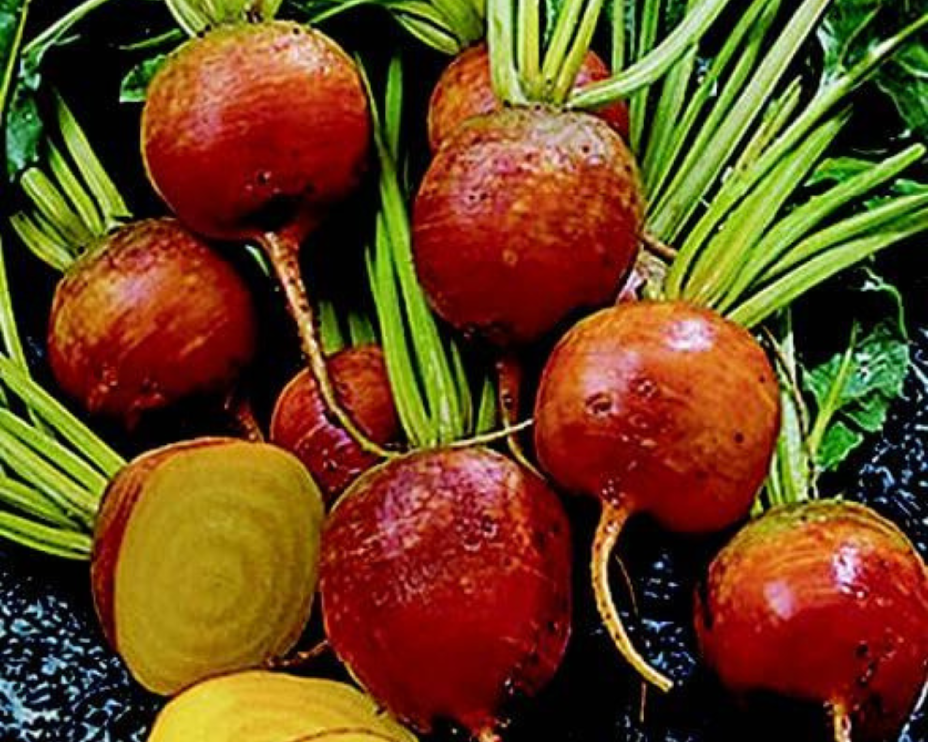 Golden Detroit Beet Seeds