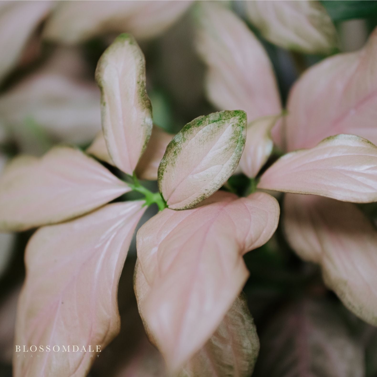 Pink Perfection Syngonium 4"