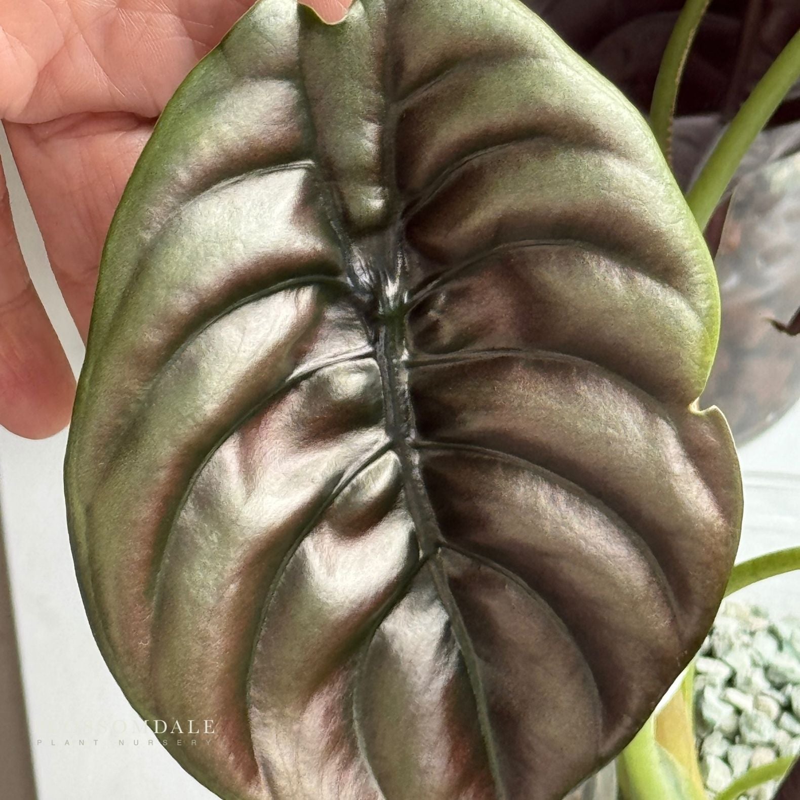 Alocasia Cuprea 'Red Secret' 5"
