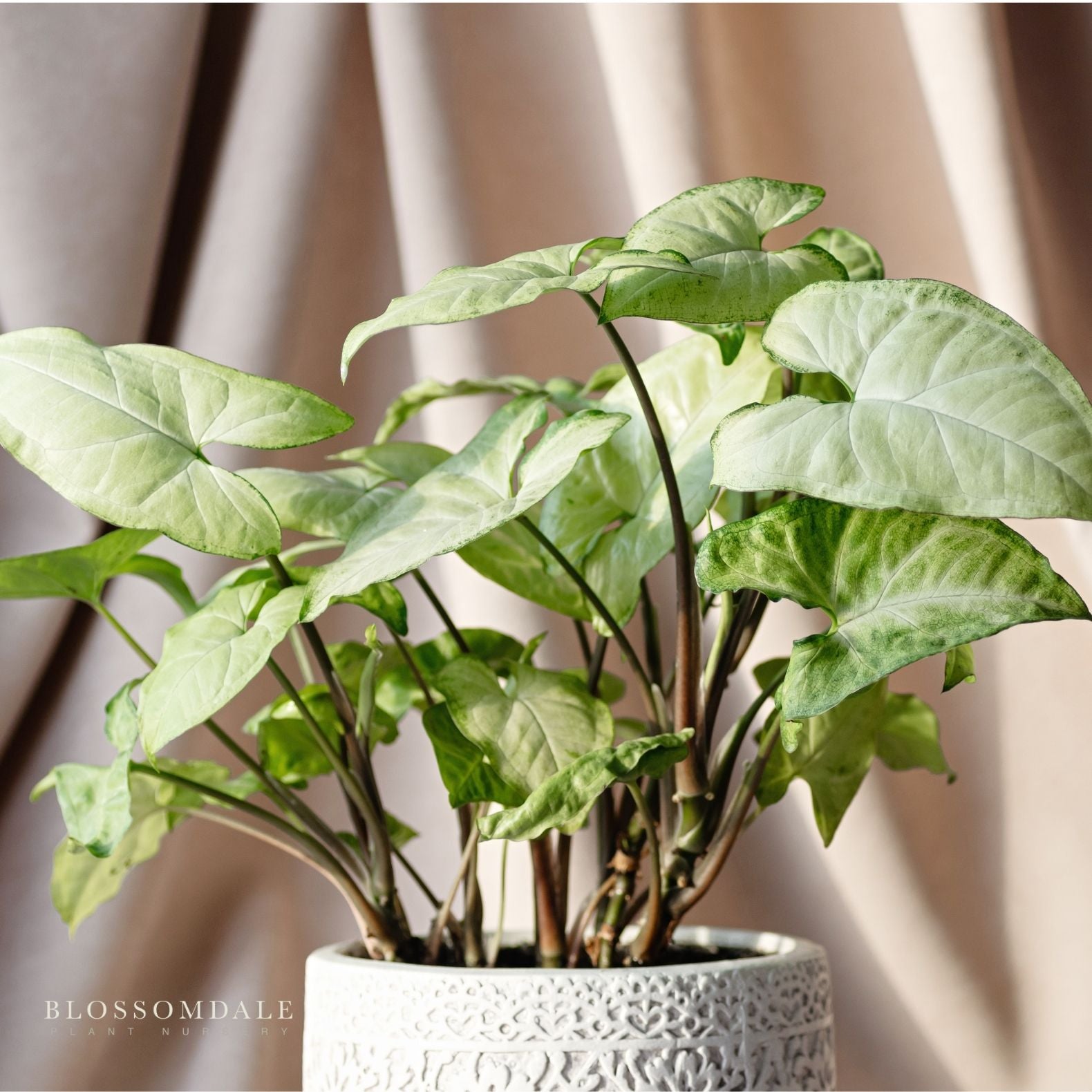 Syngonium 'White Beauty' (Variegated 'Moonshine White') 5"