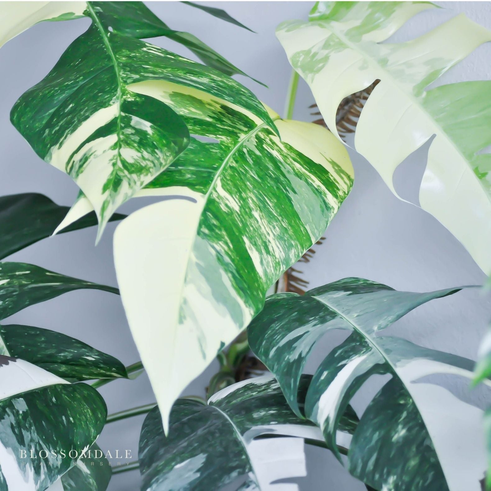 Epipremnum Albo Variegated 6"