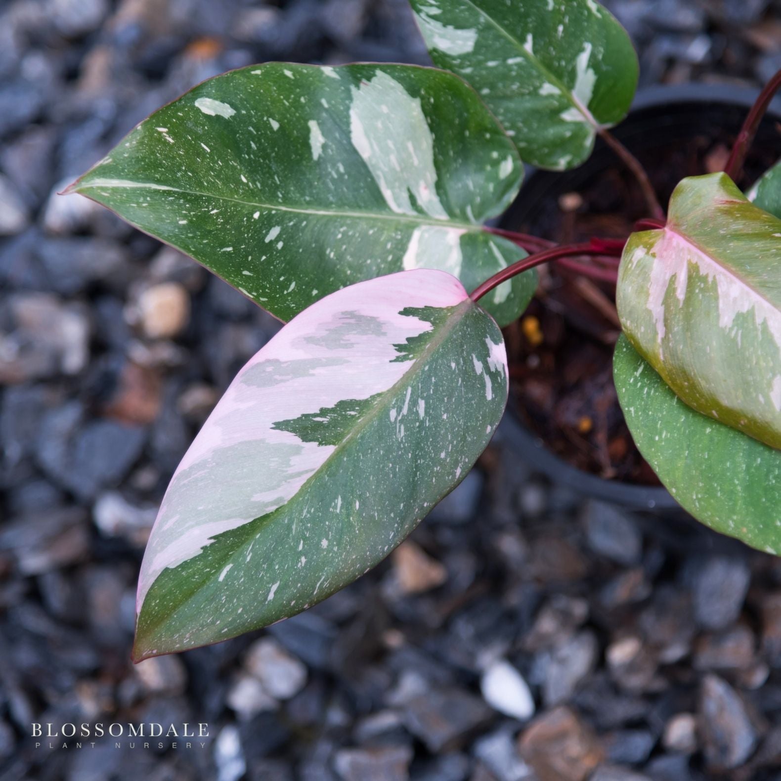 Pink Princess Philodendron 6"