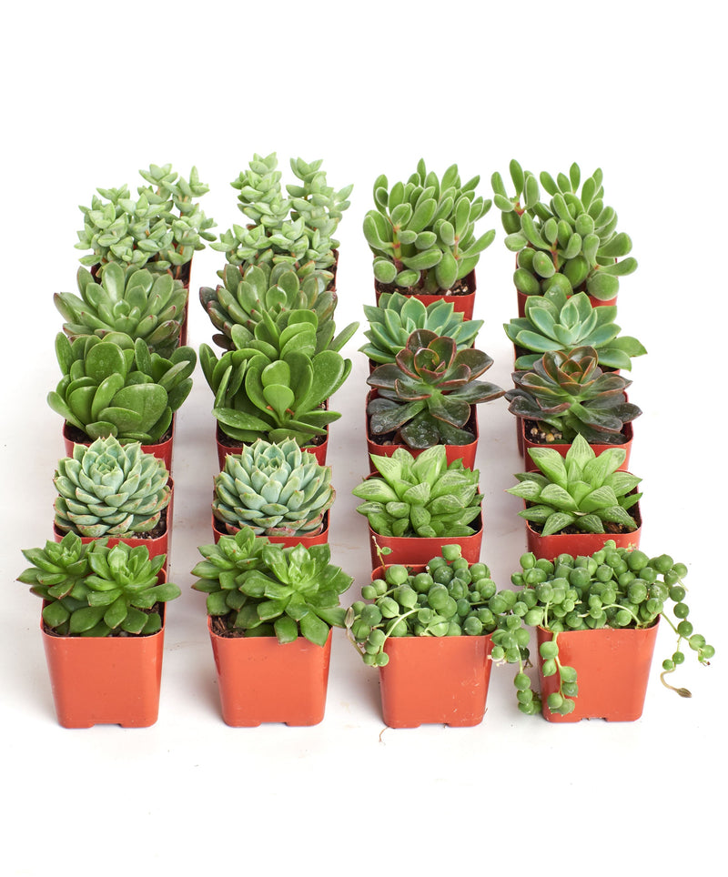 Verde Mini Succulent Collection