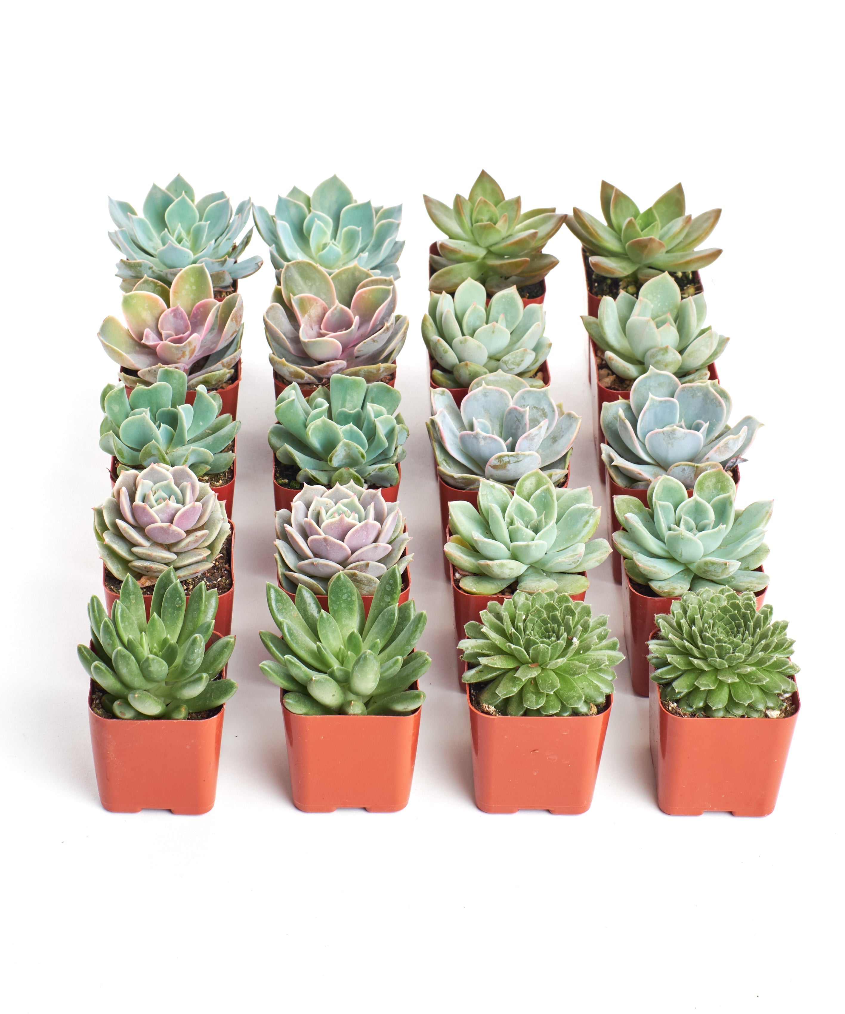 Rosette Succulent Collection