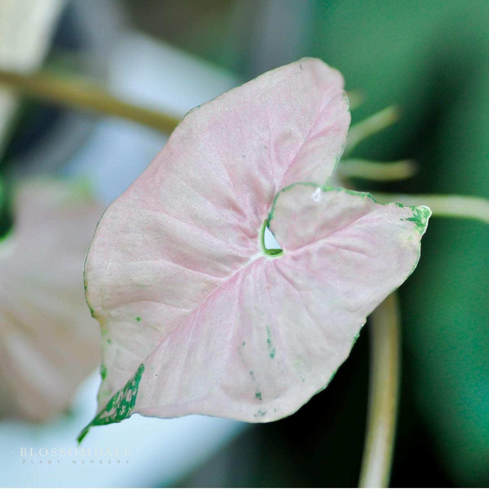 Pink Perfection Syngonium 4"