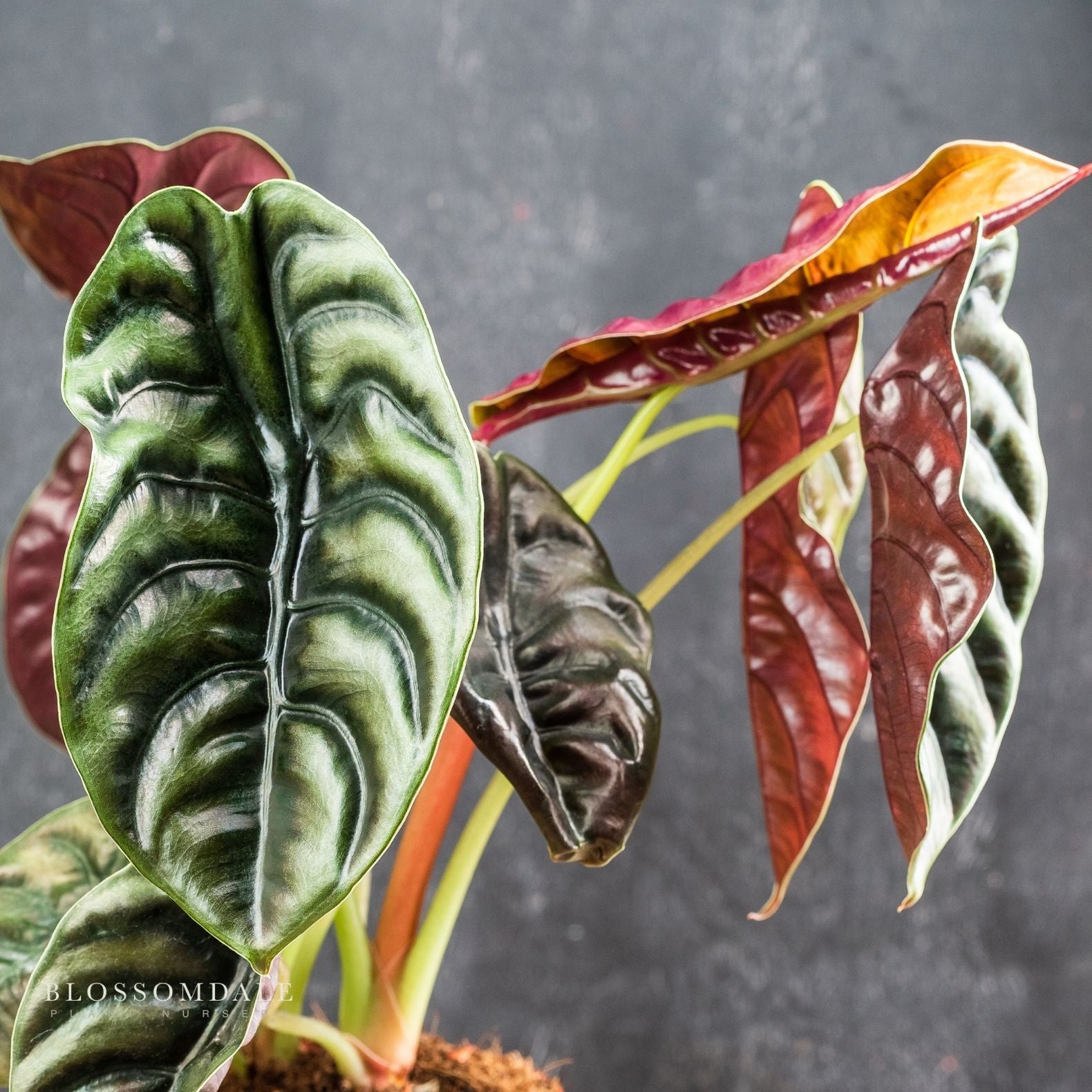 Alocasia Cuprea 'Red Secret' 5"