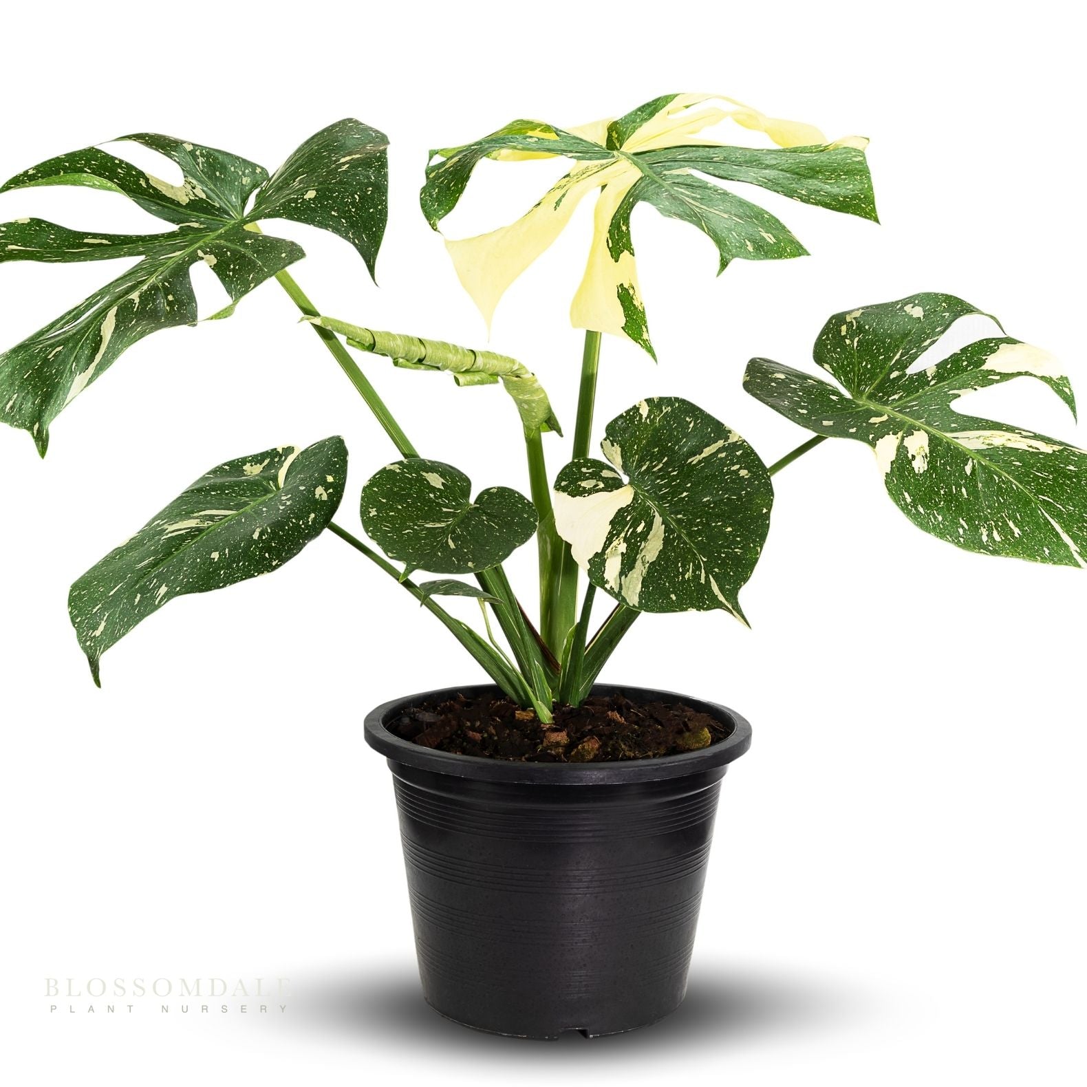 Monstera Thai Constellation 6"