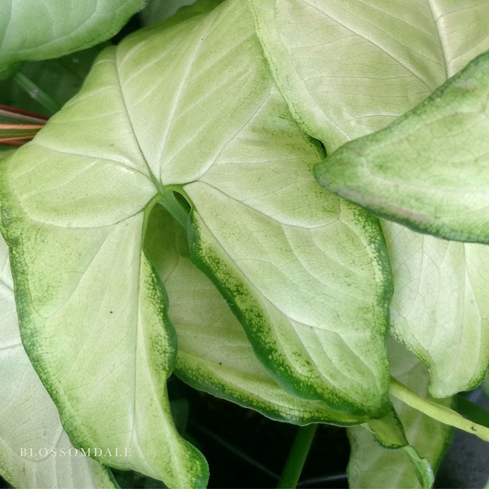 Syngonium 'White Beauty' (Variegated 'Moonshine White') 5"
