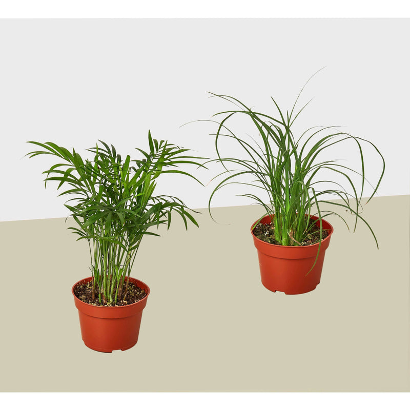2 Palm Variety Pack / 4" Pots / Live Plant / House Plant House Plant Shop
