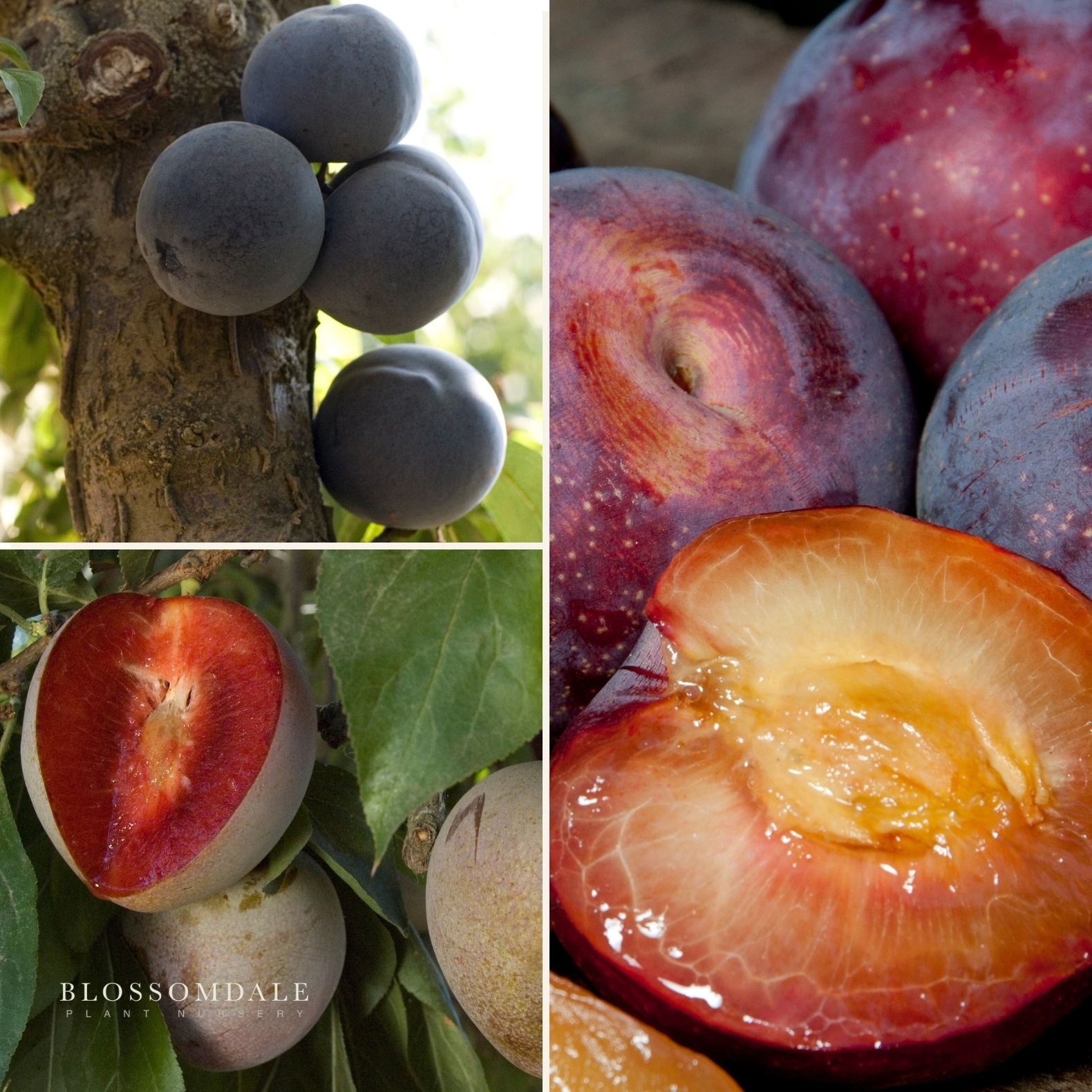 3-n-1 Japanese Plum