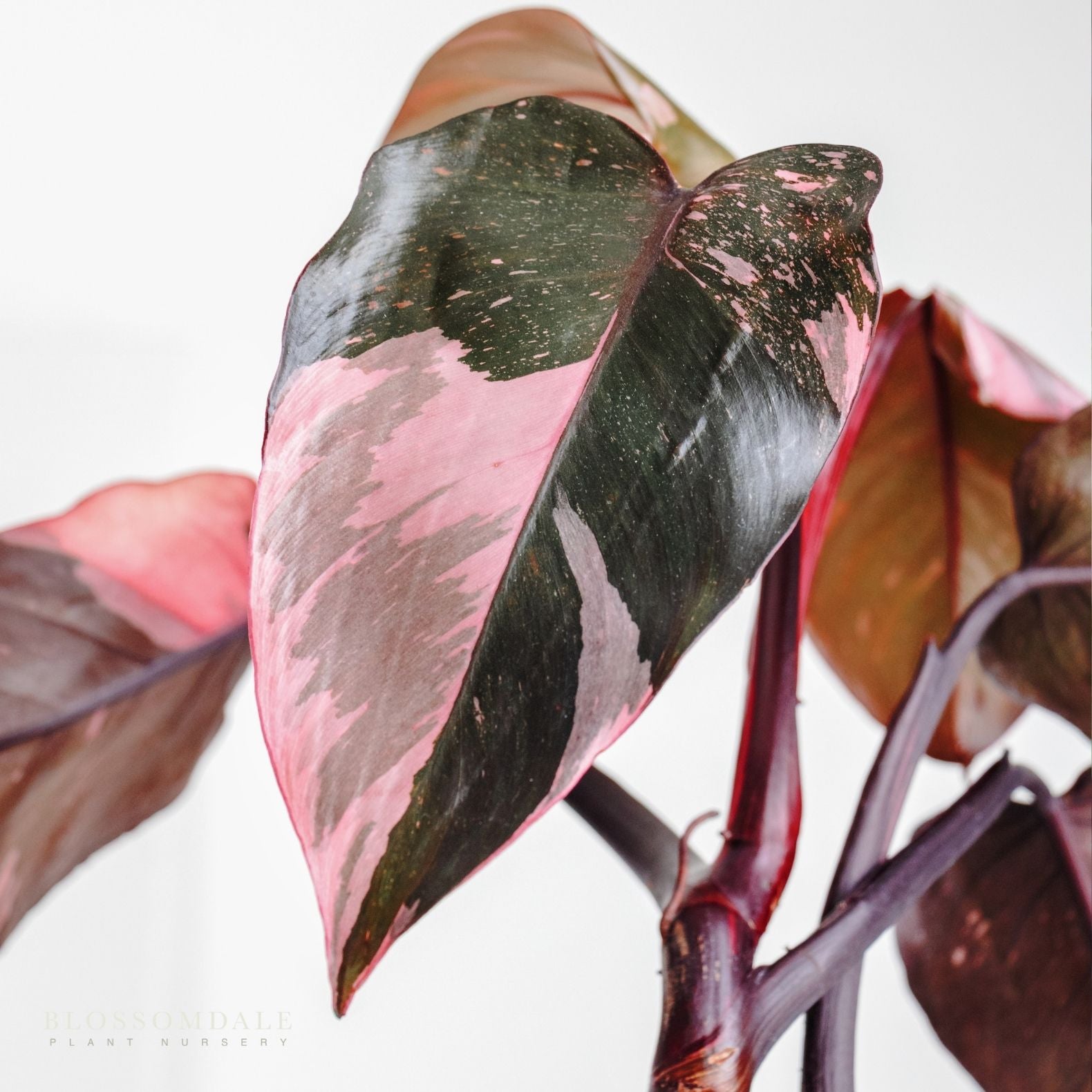 Pink Princess Philodendron 6"