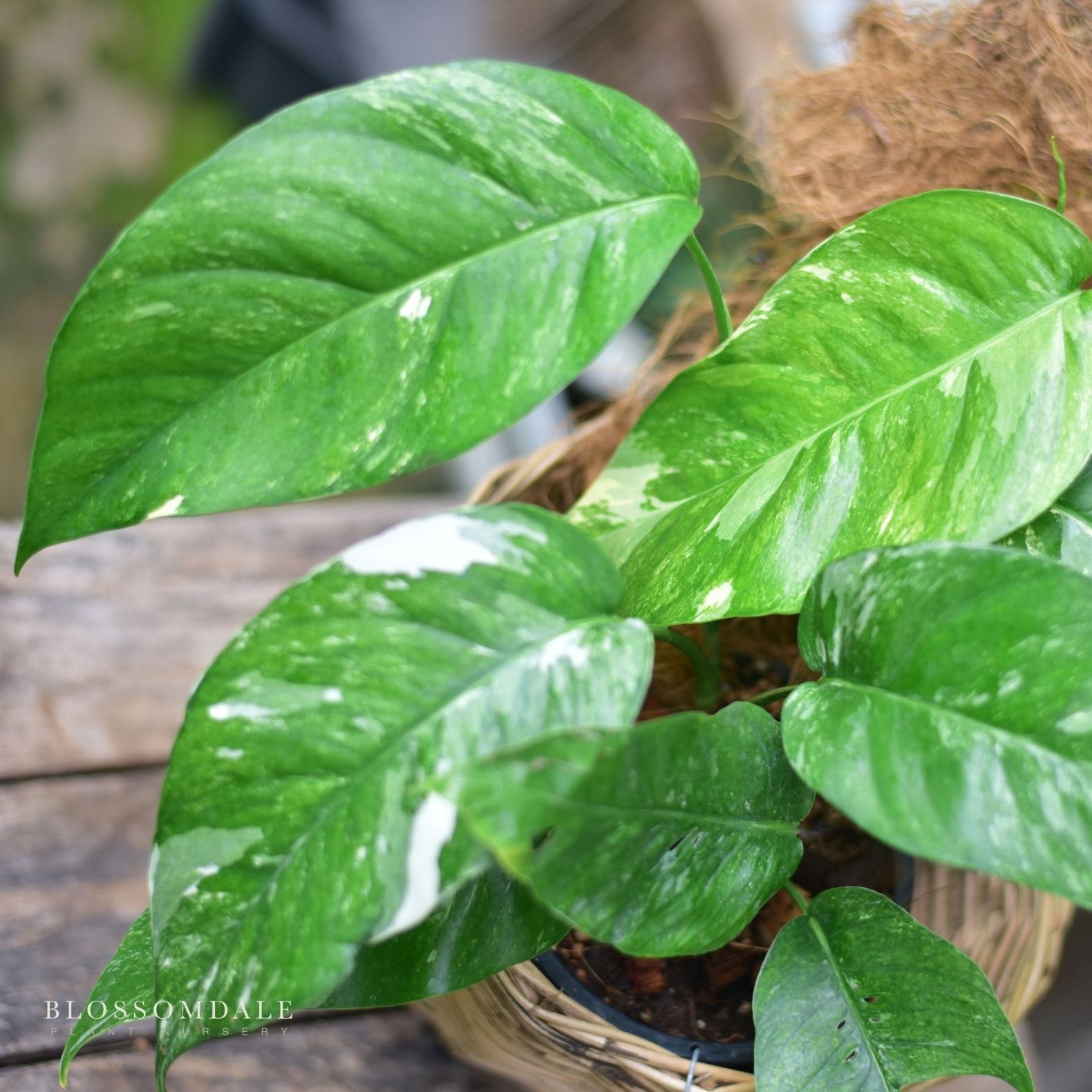 Epipremnum Albo Variegated 6"