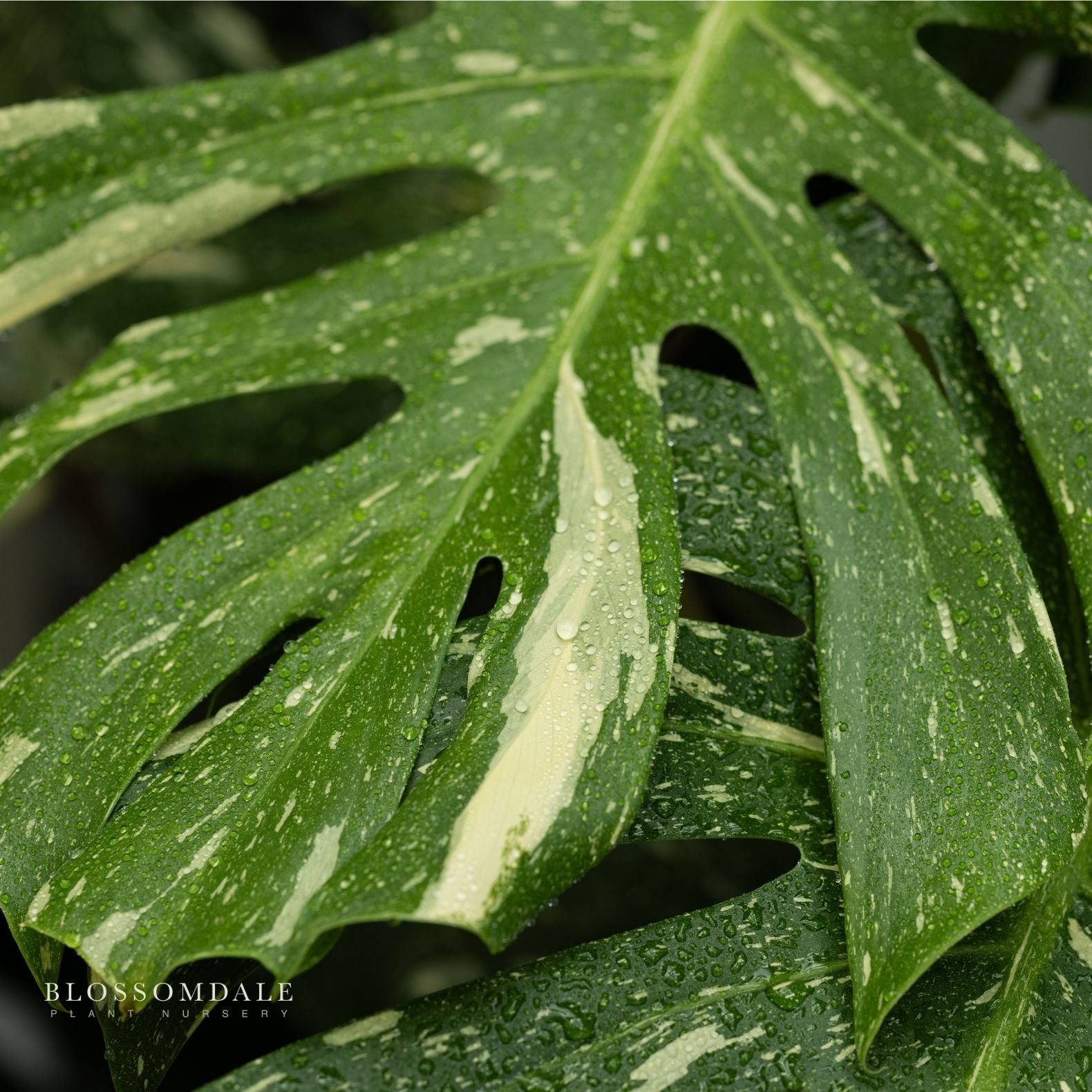 Monstera Thai Constellation 6"