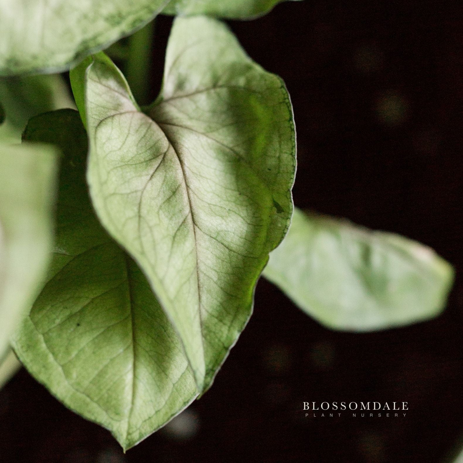 Syngonium 'White Beauty' (Variegated 'Moonshine White') 5"