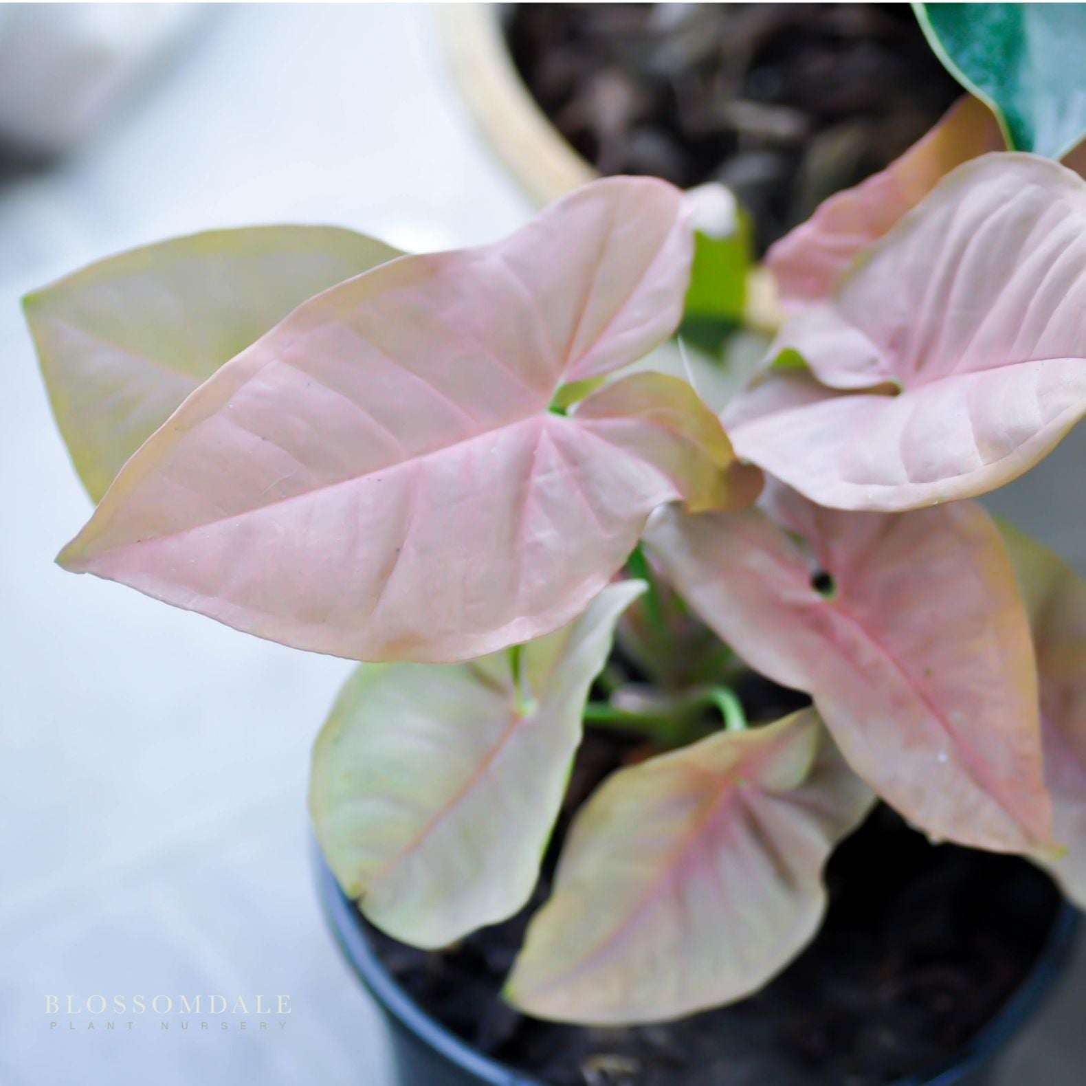 Pink Perfection Syngonium 4"