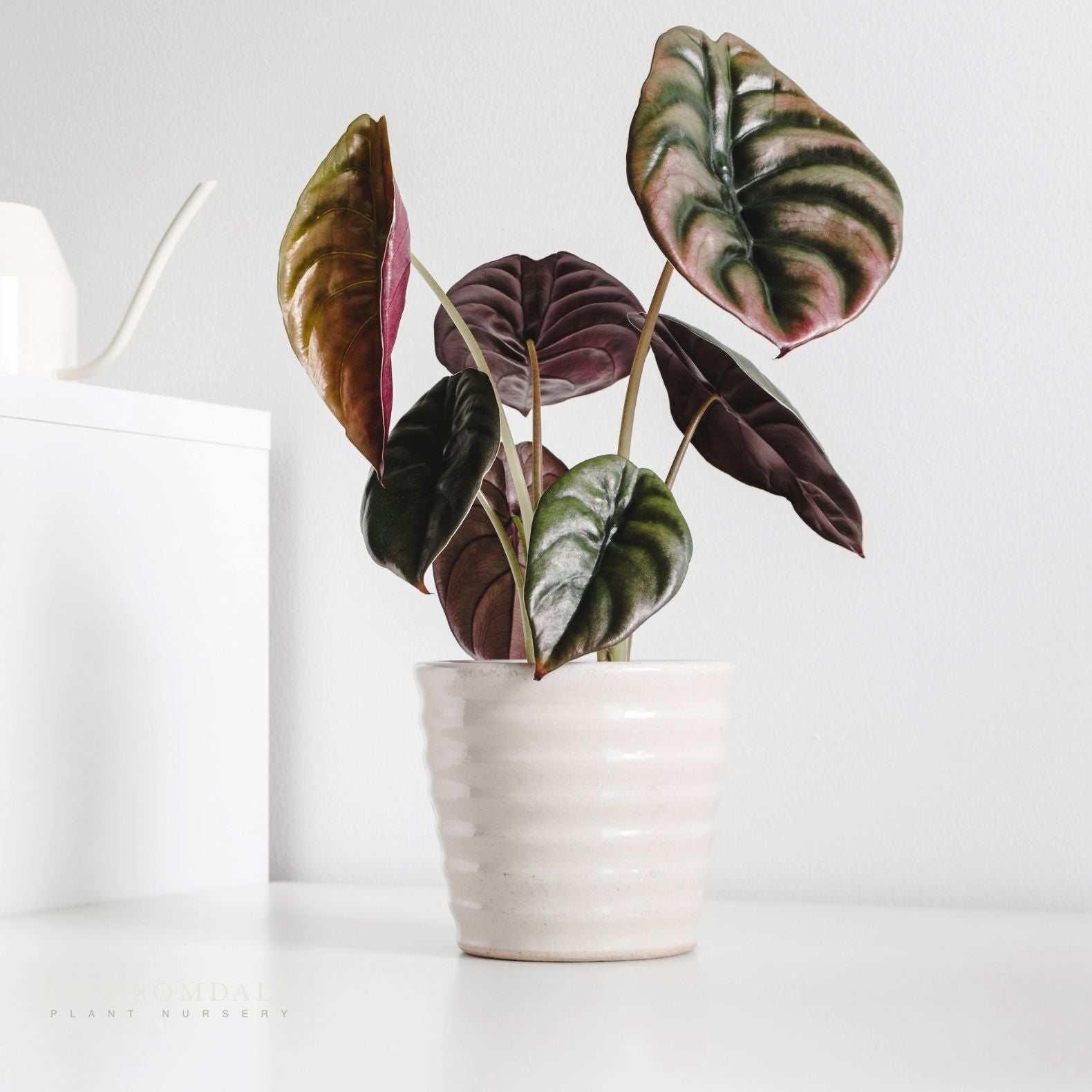 Alocasia Cuprea 'Red Secret' 5"