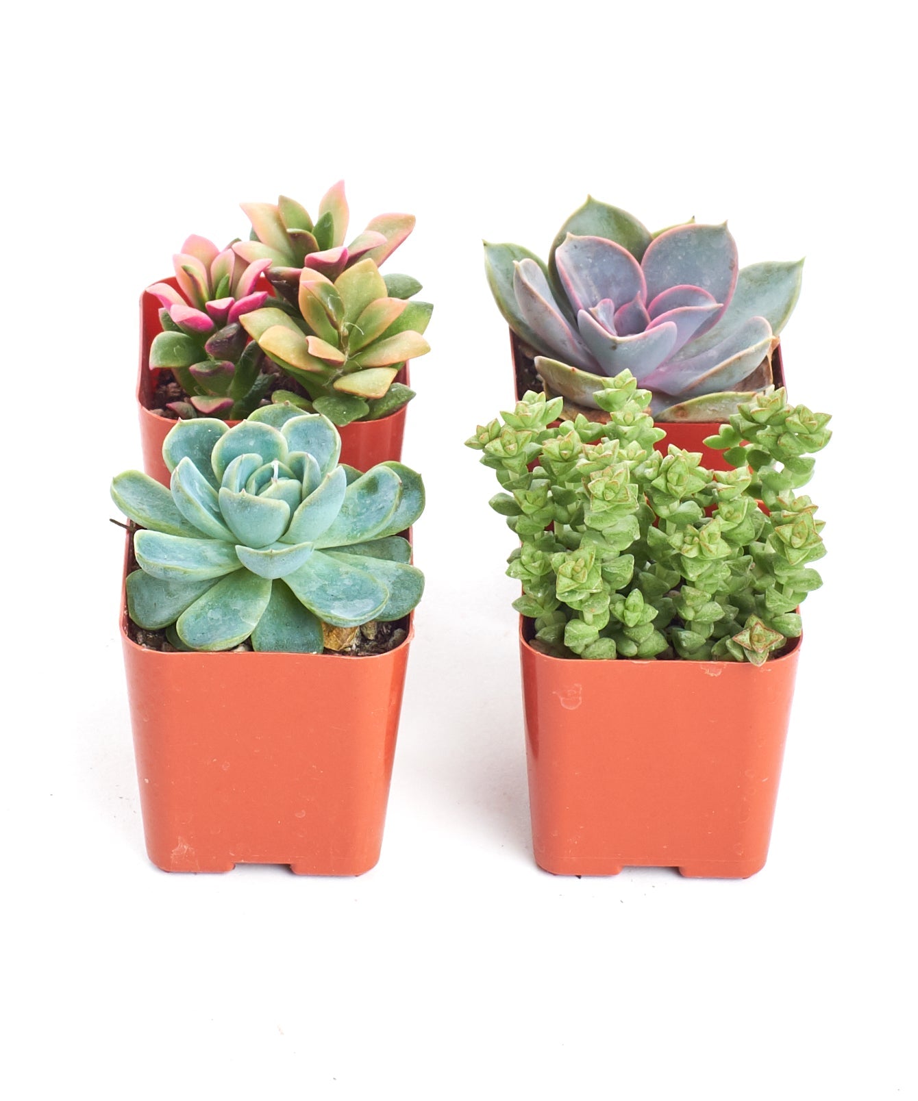 Pastel Mini Succulent Collection