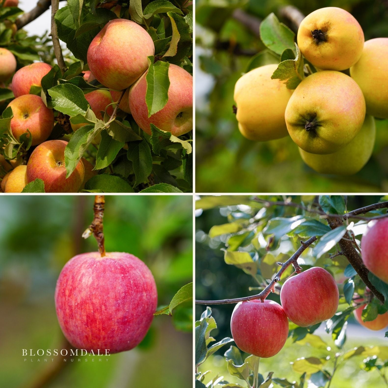 4-in-1 Espaliered Apple-Low Chill G-F-A-Dor-B-GS