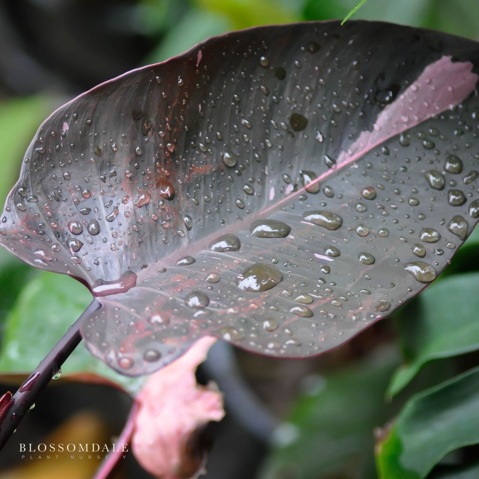 Pink Princess Philodendron - rare tropical plant - Blossomdale