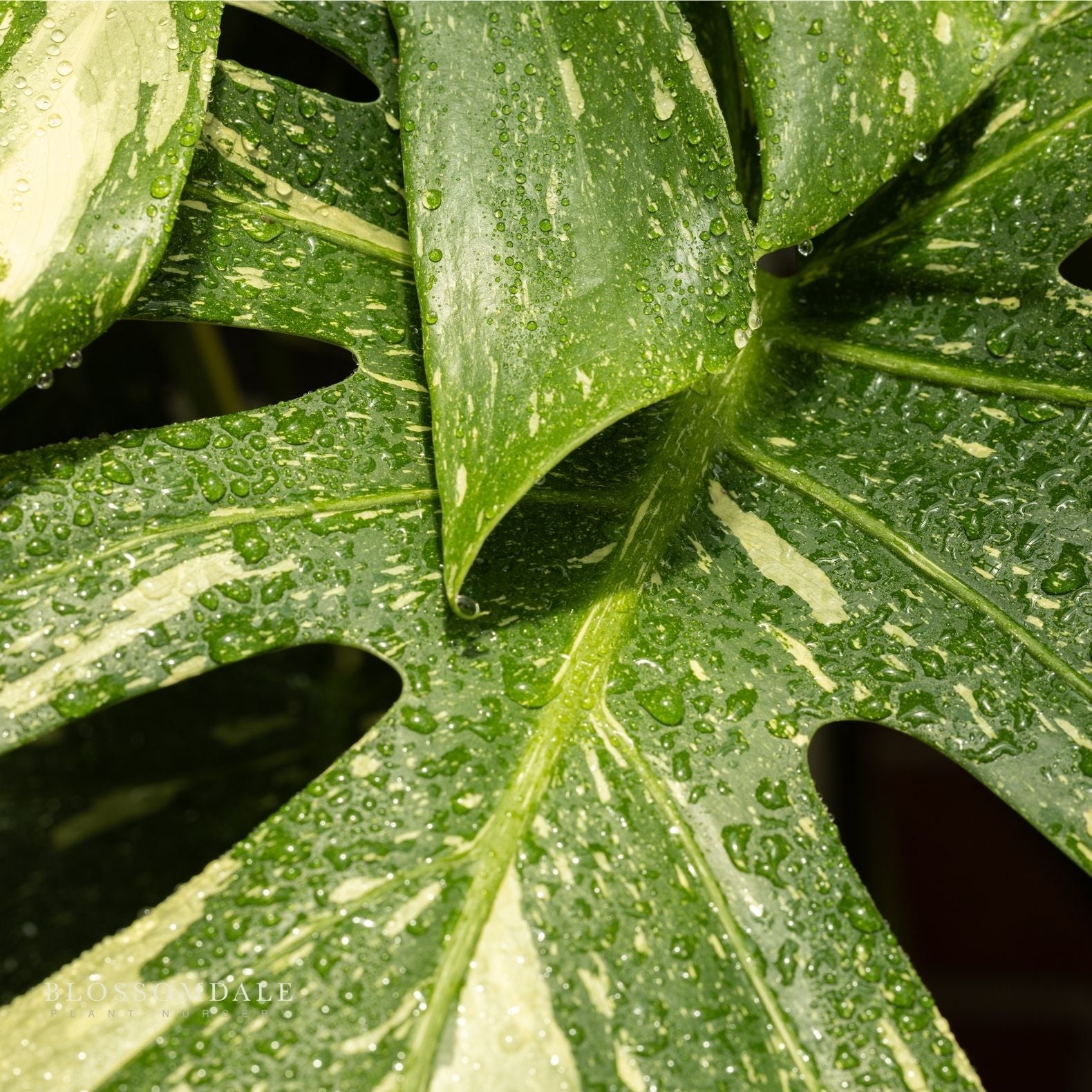 Monstera Thai Constellation 6"