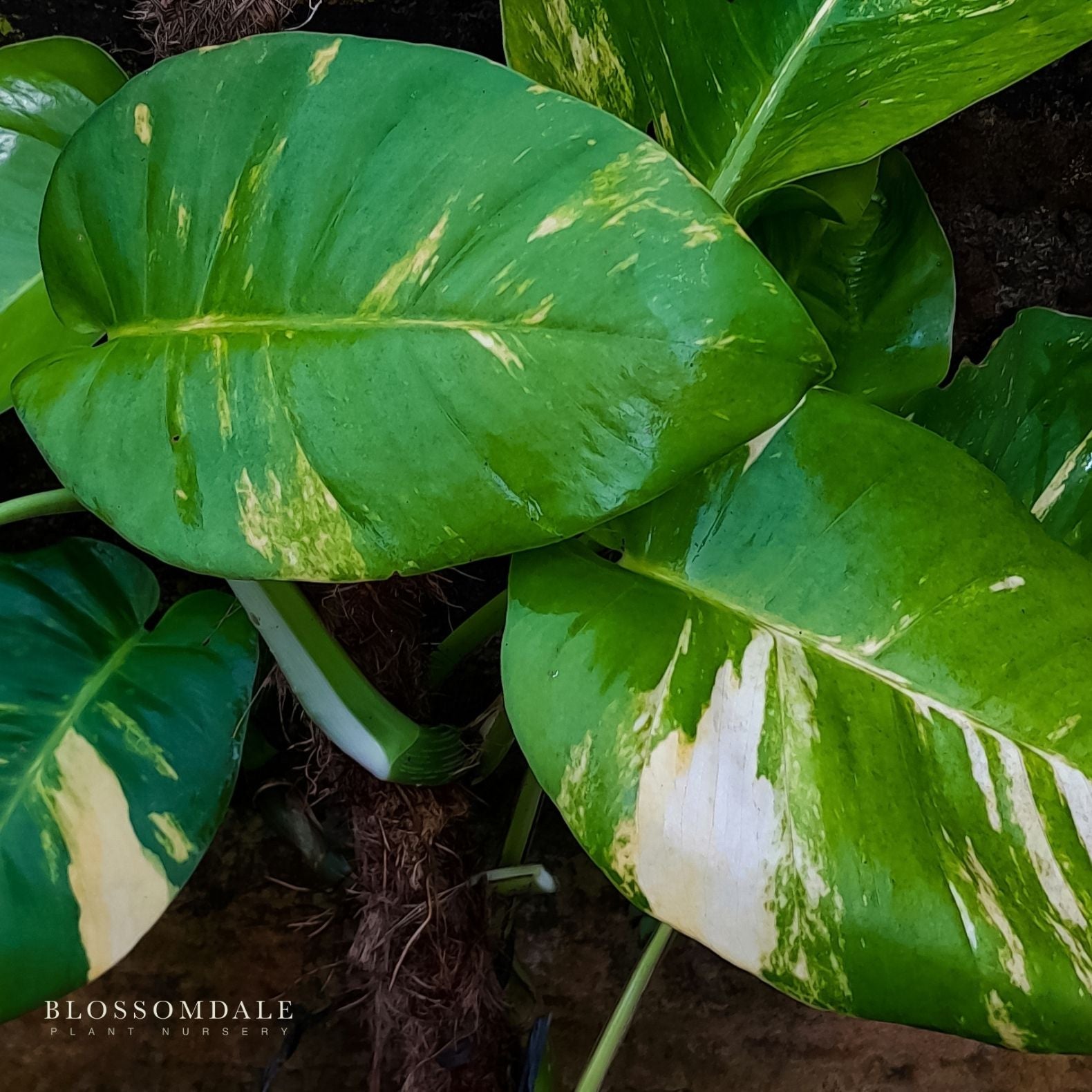 Epipremnum Albo Variegated 6"
