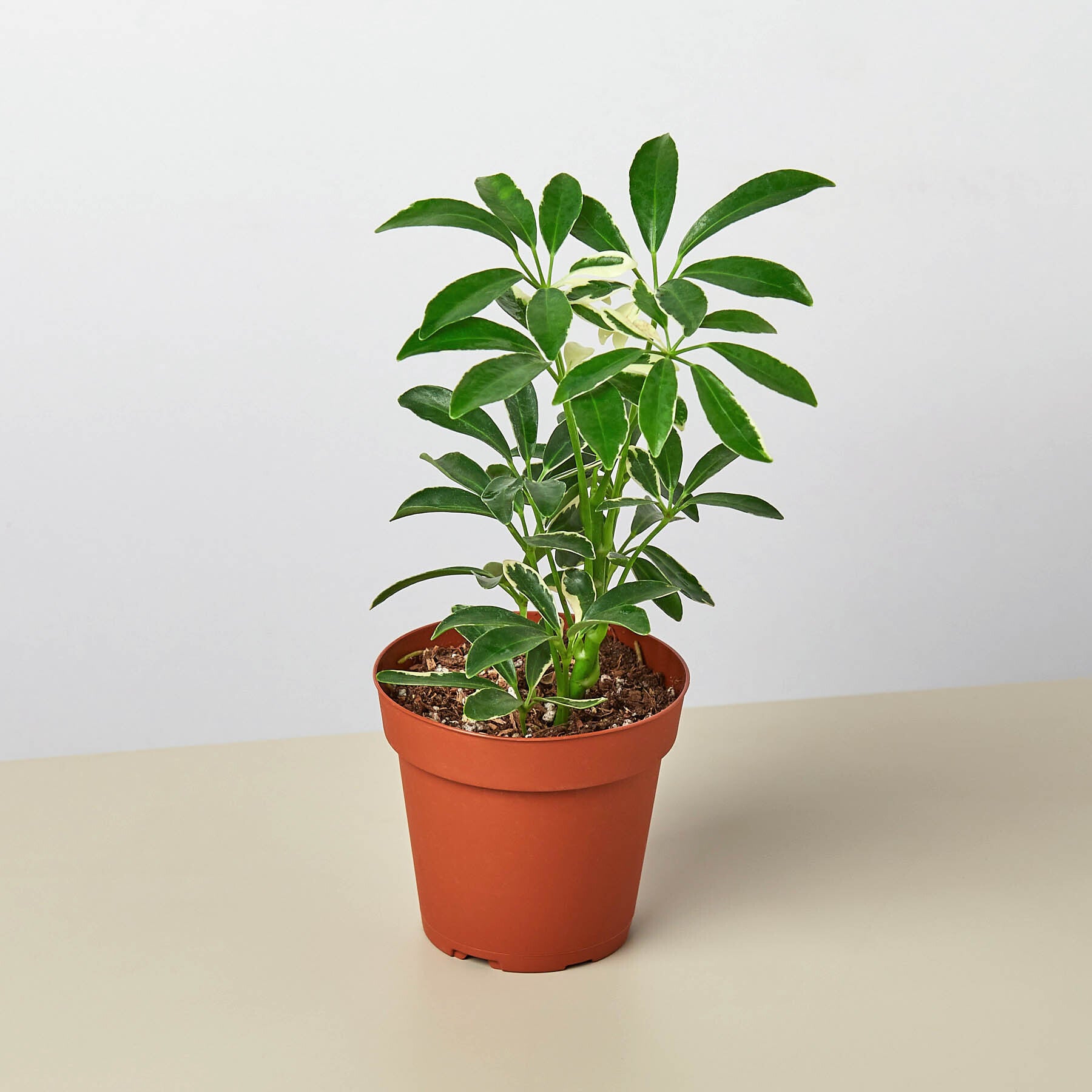 Schefflera 'Moonlight' - low-maintenance greenery - Blossomdale