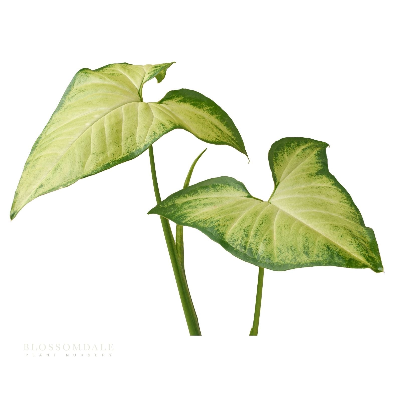 Syngonium 'White Beauty' (Variegated 'Moonshine White') 5"