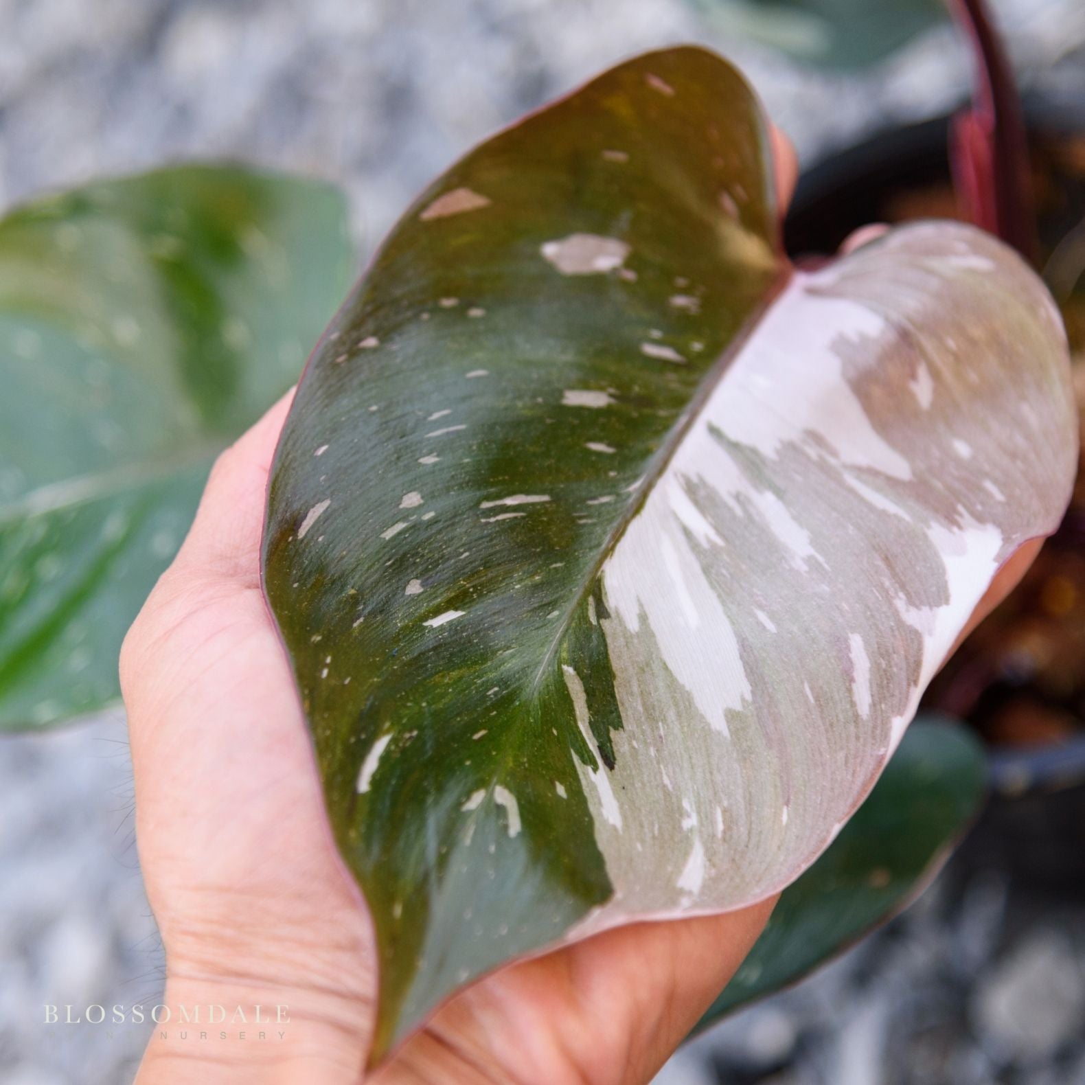 Pink Princess Philodendron 6"
