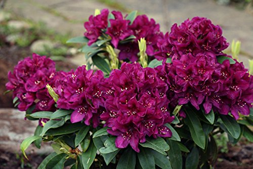 Polar Night Rhododendron