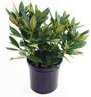 Polar Night Rhododendron