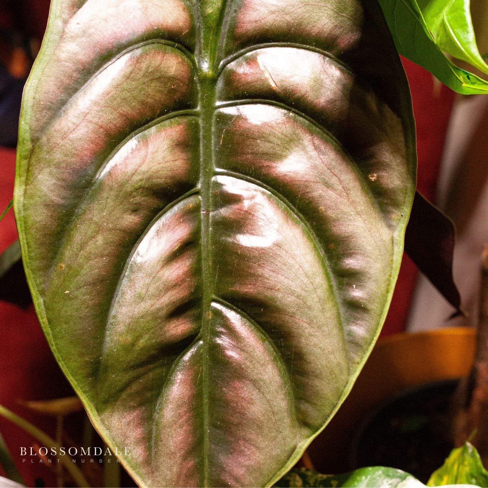 Alocasia Cuprea 'Red Secret' 5"