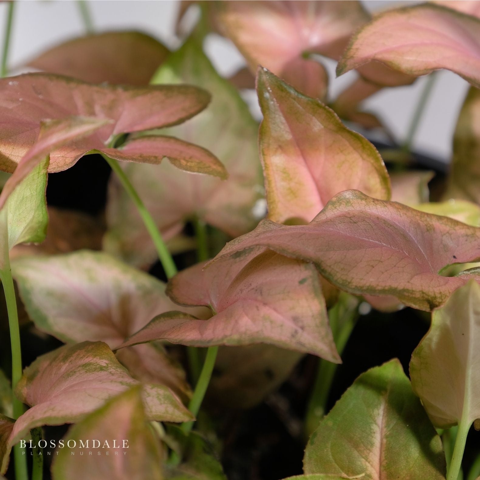 Pink Perfection Syngonium 4"