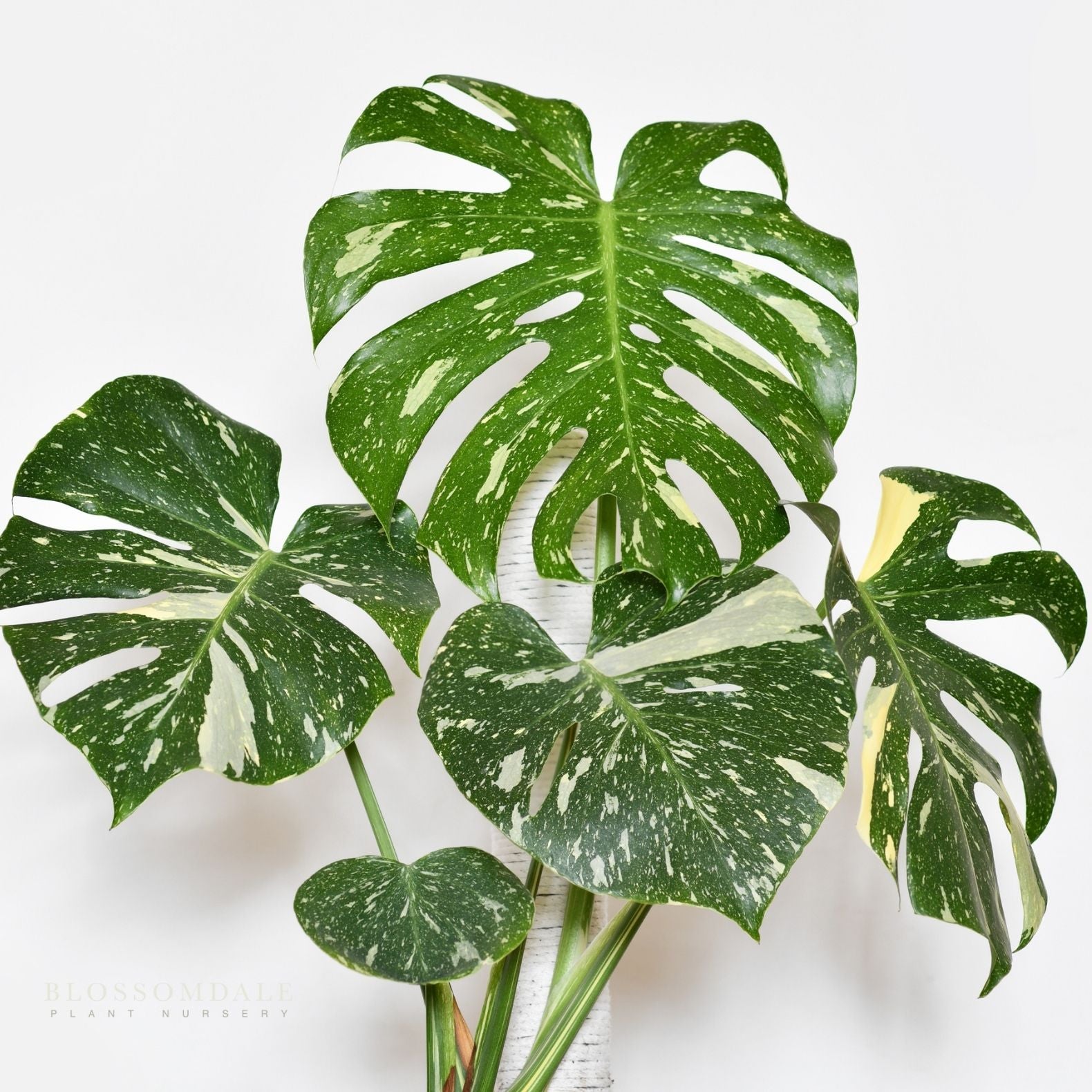 Monstera Thai Constellation 6"