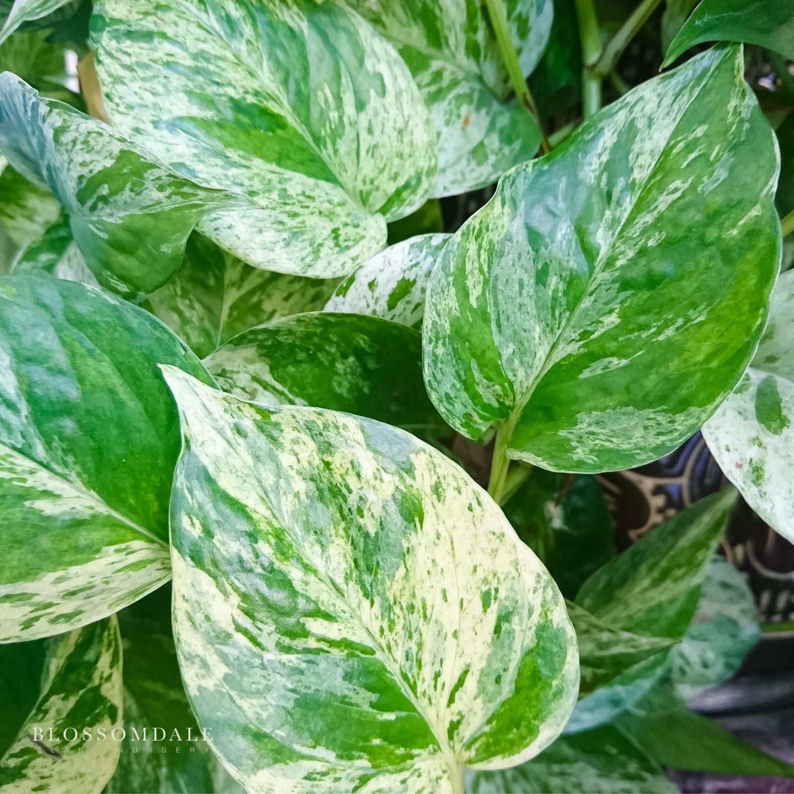 Epipremnum Albo Variegated 6"