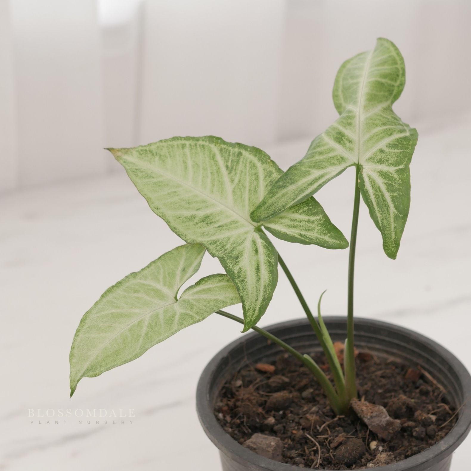 Syngonium 'White Beauty' (Variegated 'Moonshine White') 5"