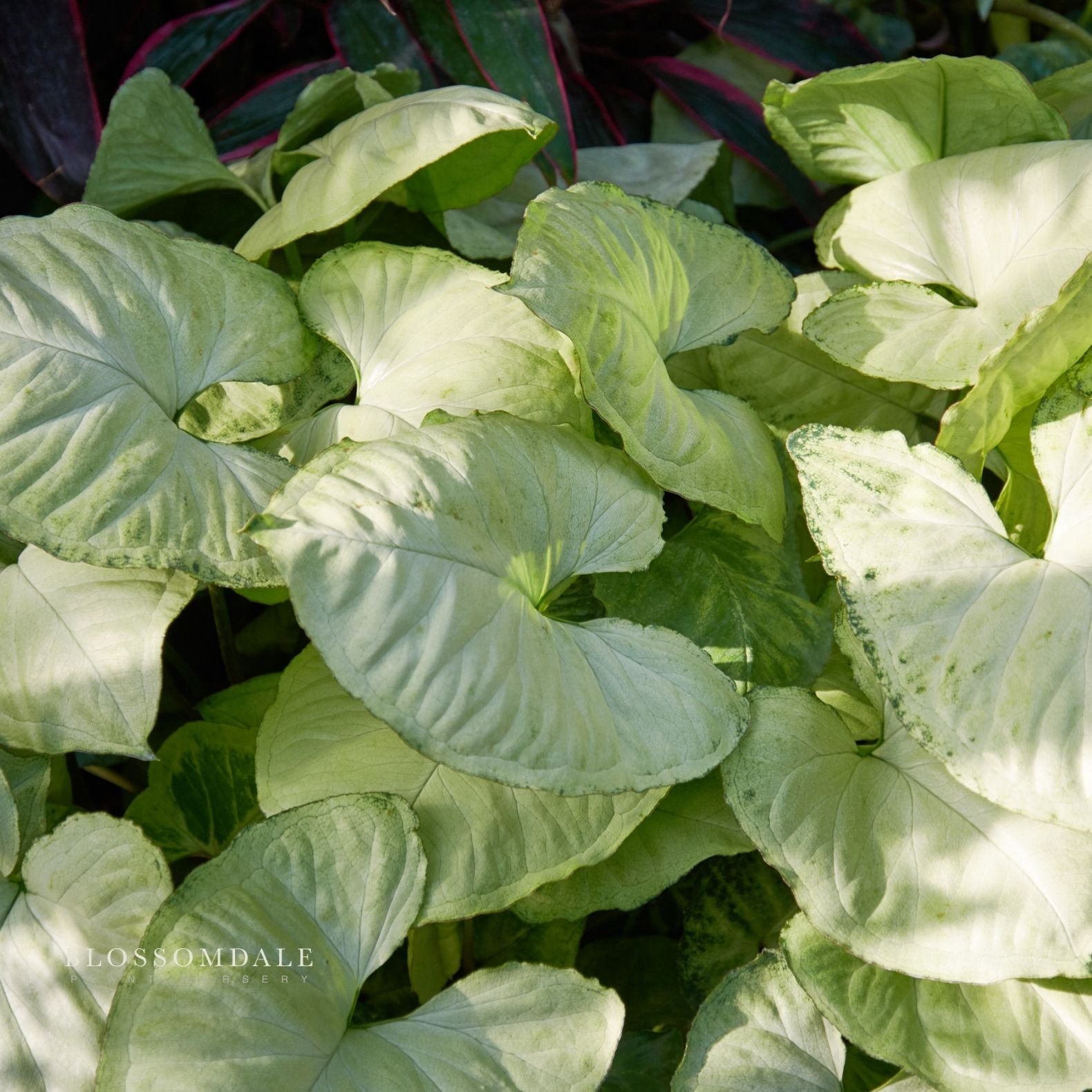 Syngonium 'White Beauty' (Variegated 'Moonshine White') 5"