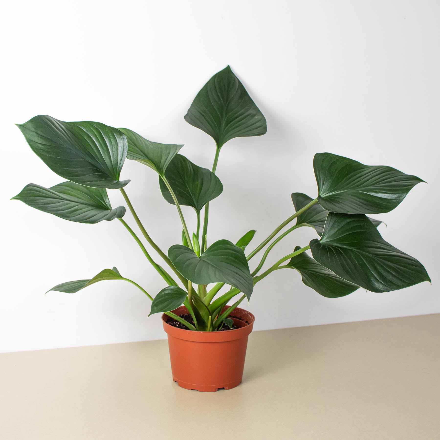 Homalomena 'Emerald Gem' - compact shield plant - Blossomdale