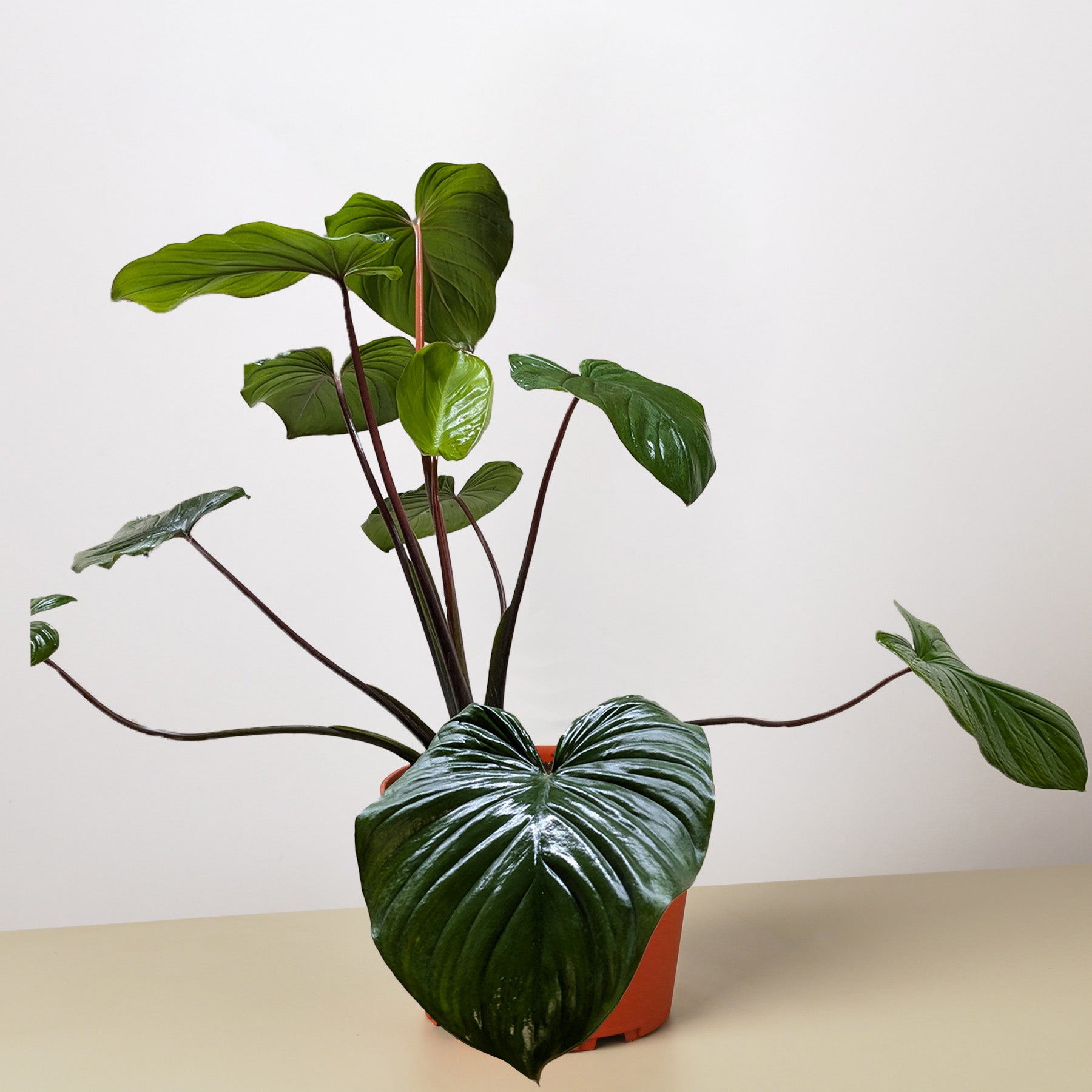 Homalomena 'Emerald Gem' - compact shield plant - Blossomdale