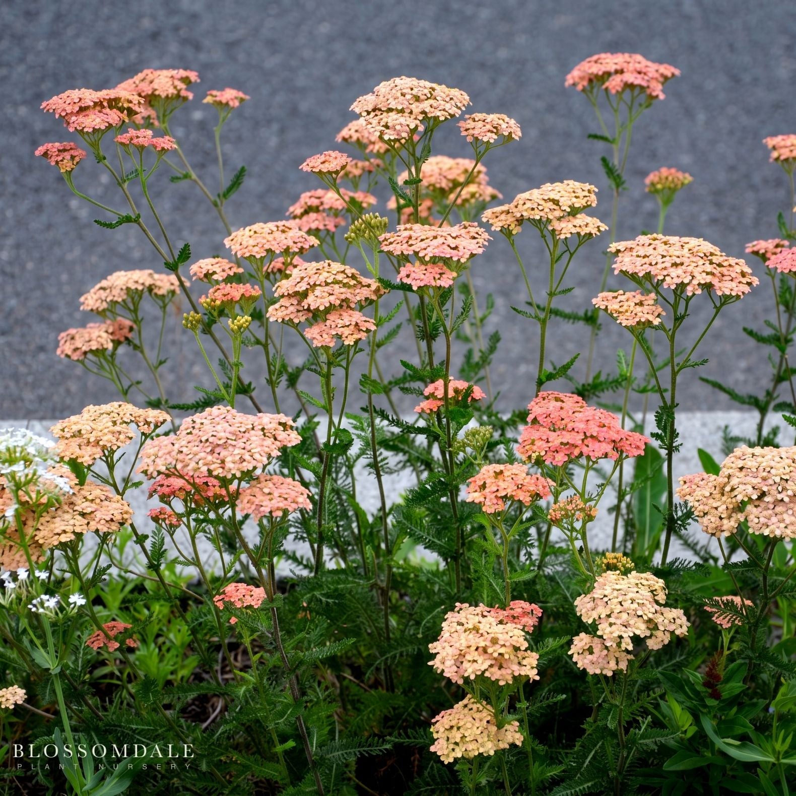 Achillea 'Desert Eve Terracotta'