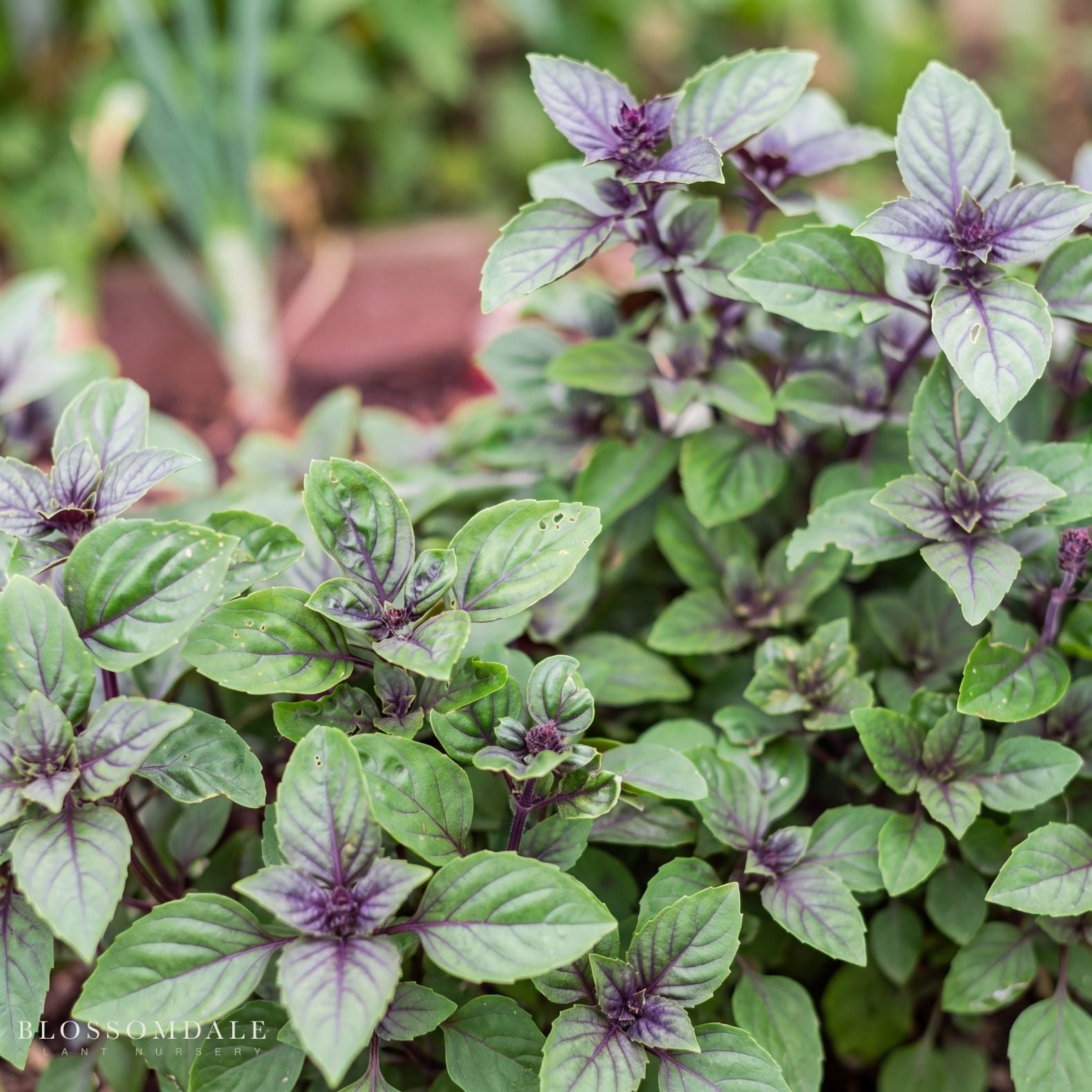 African Blue Basil