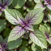 African Blue Basil
