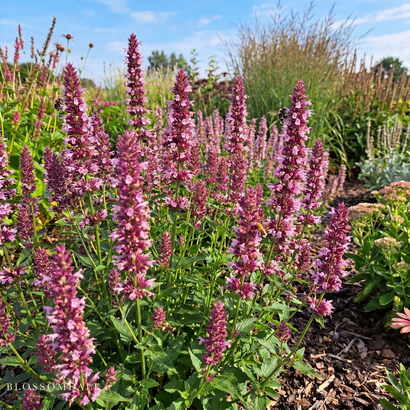 Agastache Rugosa 'Beelicious Pink'