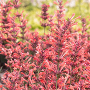 Agastache 'Kudos Coral'