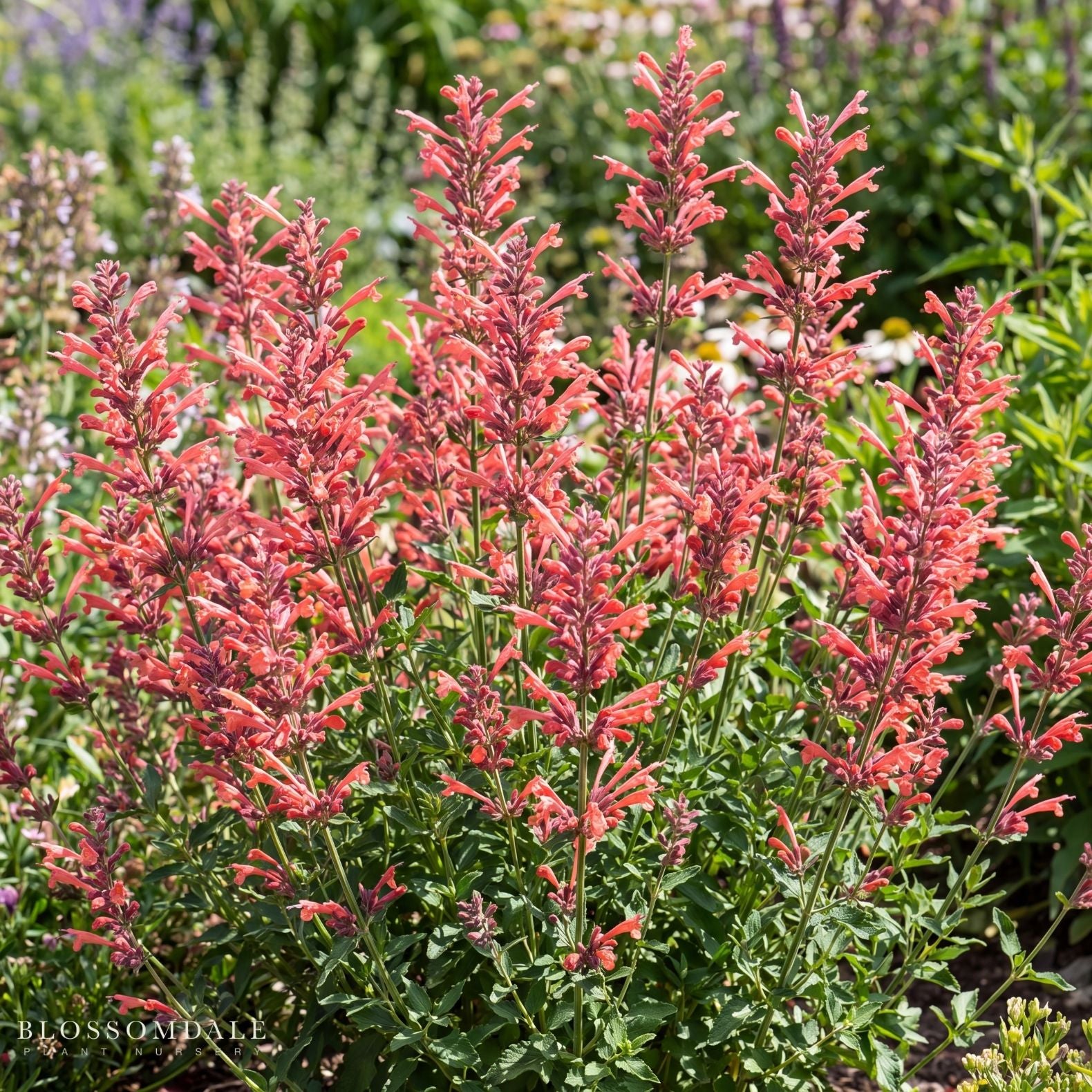 Agastache 'Kudos Coral'